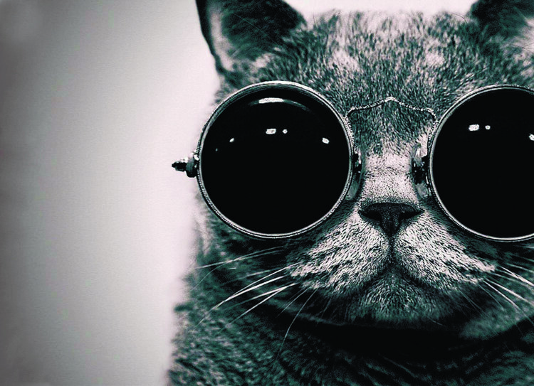 Обложка Кот в очках для паспорта / автодокументов