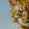 Обложка Кот для паспорта / автодокументов