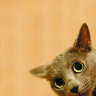 Обложка Коты для паспорта / автодокументов