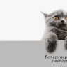 Обложка Серый кот для ВетКнижки