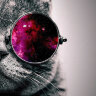 Обложка Кот в очках v2 для паспорта / автодокументов
