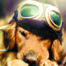 Обложка Собака для паспорта / автодокументов